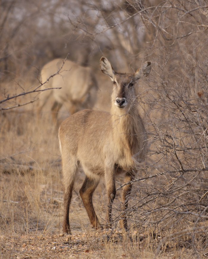 Impala